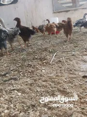  1 دجاج عرب اصلي للبيع
