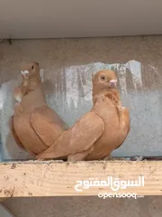  1 تشكيلة حمام مع جوز انجليزيات صفر نخب