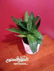  6 Air cleaning indoor plant for sale