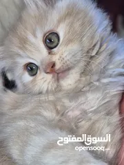  13 قطط ذكور عمر 3 اشهر واحد همالايا شوكليت بلو بوينت وواحد بريتش ريد عيون خضراء والاتنين شعر طويل ناعم