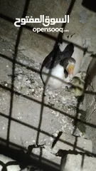  4 وزة مع صيصانها للبيع او للبدل على جاج