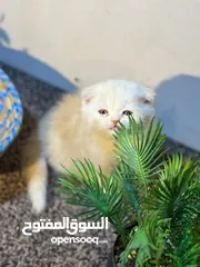  8 بسم الله الرحمن الرحيم،  متاح قطط سكوتش فولد وستريت بيور المهتم يشوف الوصف...