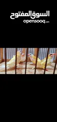  4 جوالدين فينش ريد هيد و يلو هيد