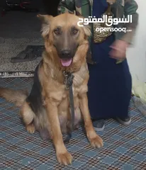  1 كلاب جيرمن للبيع