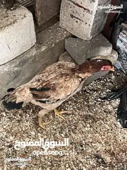  1 دجاجه هنديه اقره لوصف