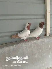  2 متاح جواز حمام شغالين  نجفي تكلجي
