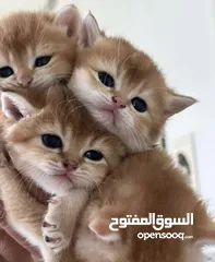  8 British chinchilla kittens for adoption