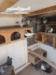  3 Pakistani pigeons