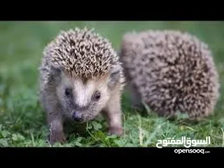  1 جوز قنفذ  وسلحفاه و قطه كتنز و بطه عدد 3 بطات  قنافذ اليفه و سلاحف بريه تربيه منزليه لقطه كوم هامستر