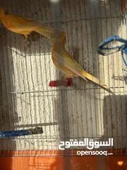  5 فحل وطيرتين للبيع