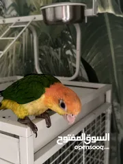  4 White belly caique baby