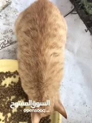  2 قط ذكر مهجن للتبني