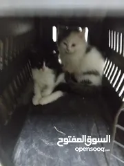  4 قط اوروبي ماين كون ذو الاقدام البيضا اللون الرصاصي مع قط صغير كم شهر للبيع