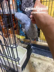  2 موجود كاسكو متكلم واليف بيطلع عاليد وبحب يلعب