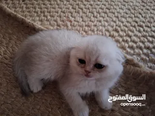  15 kittens for sale 60 days old    Scottish.