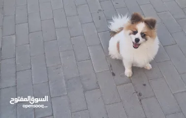  3 كلب بوميرينيان pomeranian