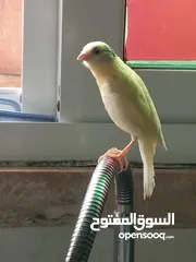  23 جوز كنار بناديق  شغال مع فرخهن