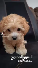  1 mini toy poodle