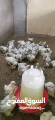  1 فروخ دجاج البراهما الفخم