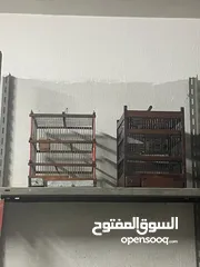  8 اقفاص خشب نظاف بحاله ممتازه للبيع