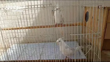  2 birds with cage