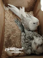  4 طيور بصلاه عنبي