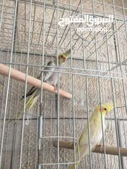  2 ببغاء كوكتيل اليف