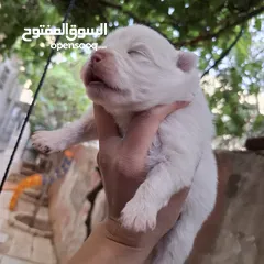  3 كلاب بوميرينان صغار  للبيع