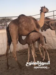  3 عزوف للبيع ناقه هديه وسلاله طيبه