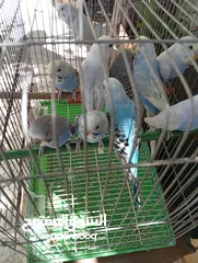  8 10 طيور حب طفرات جميله ونادرة  تبارك الله