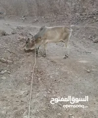  1 عجل إثيوبي سمين