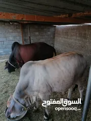  4 ثيران للبيع