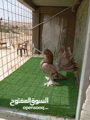  7 هزازات سعر حرررررق الوان مشكلة و حباااات بتجننننن