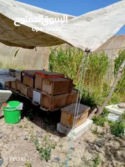  1 نحل بحالة ممتازة للبيع بسعر حرق ....