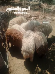  5 موجود خواريف اعمار 7.5 شهور ونص وزن قائم تقريبا 45 كيلو قطعه بصلاة على النبي