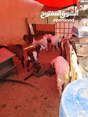  2 جديان لحم عدد 8