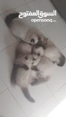  6 قطط همالايا