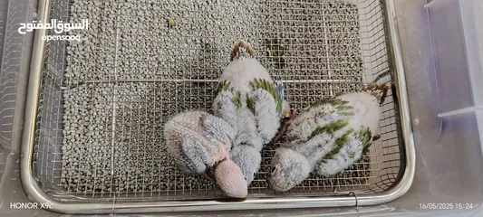  12 فراخ جرين شيك حبات نخب حجم جامبو صدر احمر