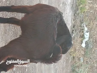  2 عنزه شاميه معه صخله عمر 3 شهور