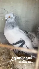  2 اجواز للبيع شغالات وصلاه النبي مدينة الزرقا اقرا الوصف