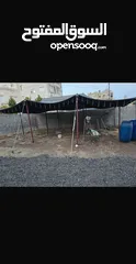  1 بيت شعر بحالة ممتازة