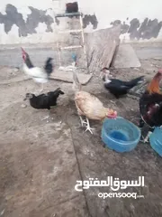  8 دجاج عرب للبيع