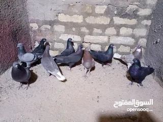  1 حمام لوت مال تعزيله