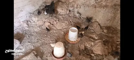  12 3 جاجات مع فراخهم