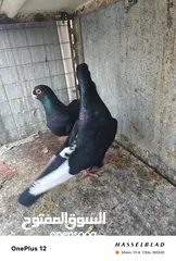  21 11 جوز مساويد، كشامره هومرات محيرات بواز مزهورات اسطنابله