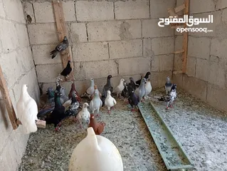 9 حمام للبيع الوان كش  طيور حمام