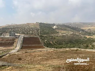  5 قطعة ارض زراعية منطقة ام رمانة قريبة من التنظيم