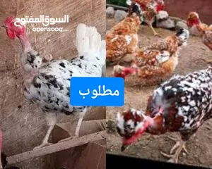  1 مطلوب دجاج ورد الباكله ابو ركيبه