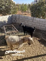  1 عنزين معاشين للبيع