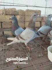  5 مجموعة زواجل